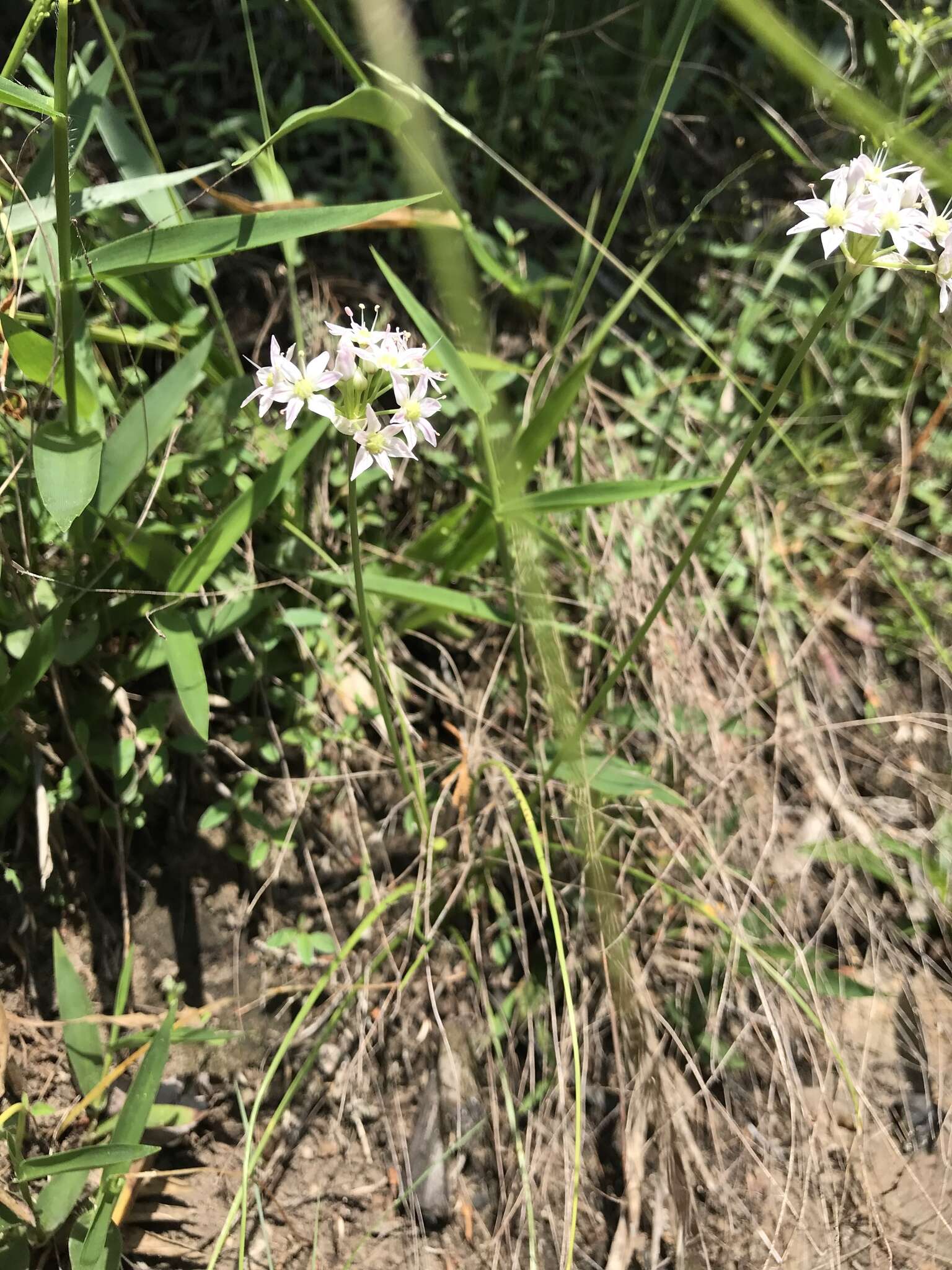 Image of Little River Canyon onion