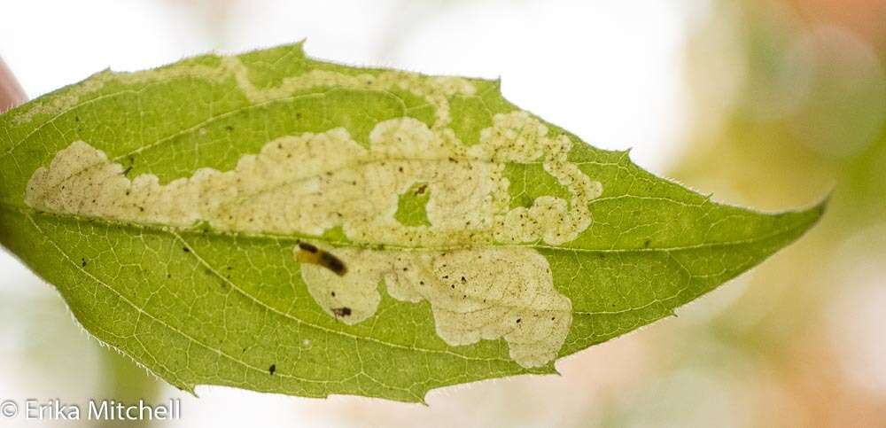 Image of <i>Liriomyza limopsis</i>