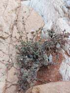 Imagem de Drosanthemum curtophyllum L. Bol.