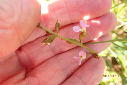 Plancia ëd <i>Ophrestia <i>oblongifolia</i></i> var. oblongifolia