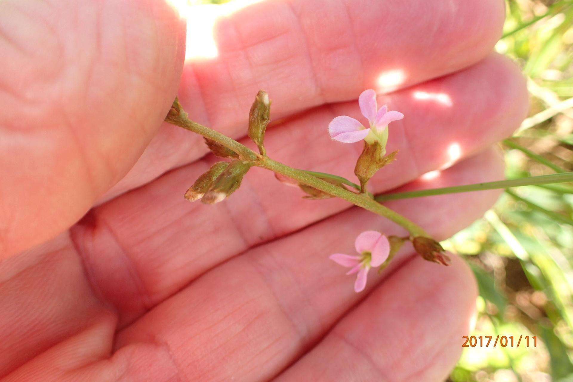 Image de <i>Ophrestia <i>oblongifolia</i></i> var. oblongifolia