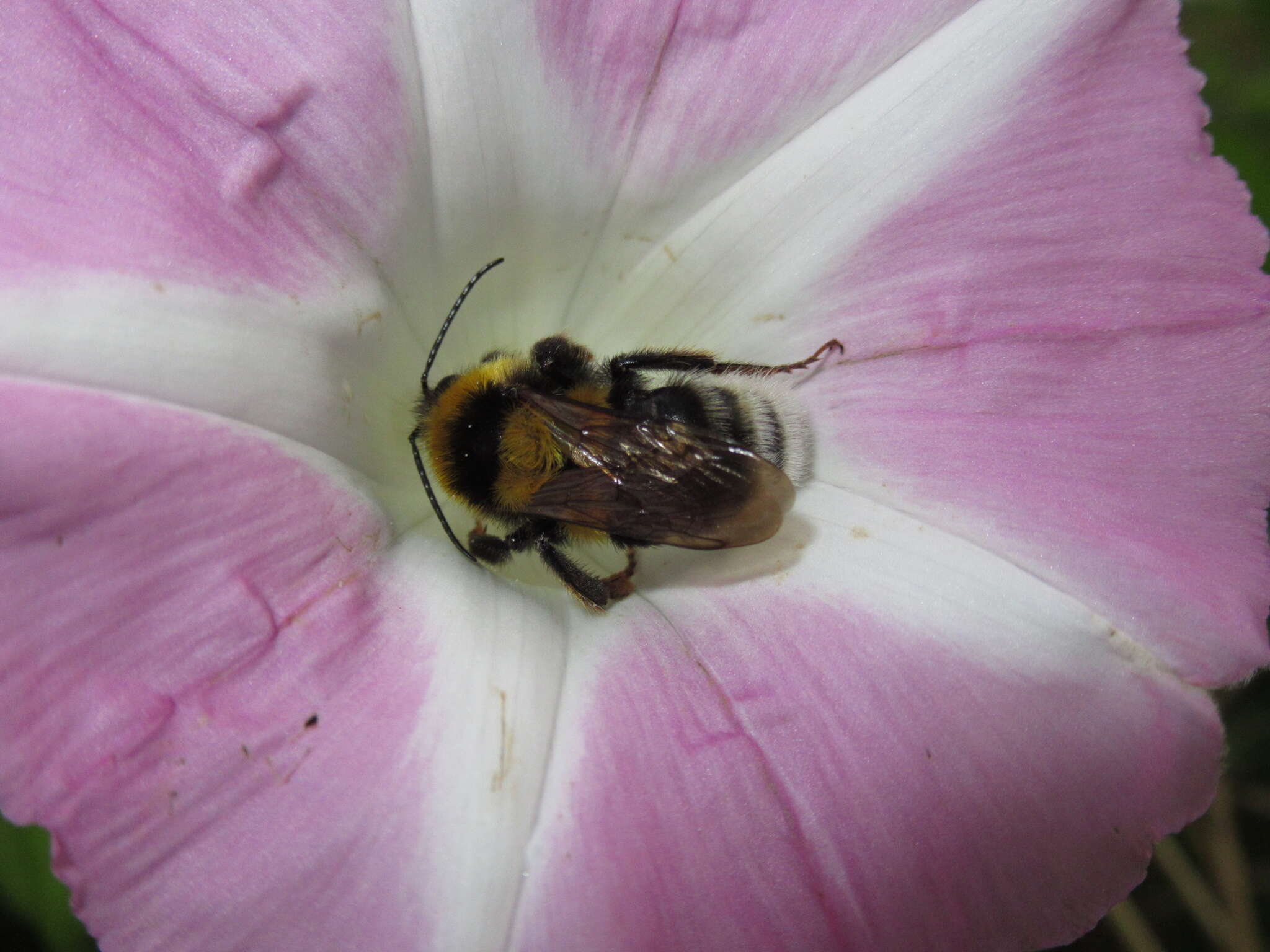 Image of Large garden bumblebee