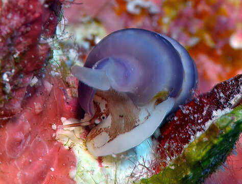 Image of dovesnail