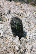 Imagem de Echinopsis thionantha (Speg.) Werderm.