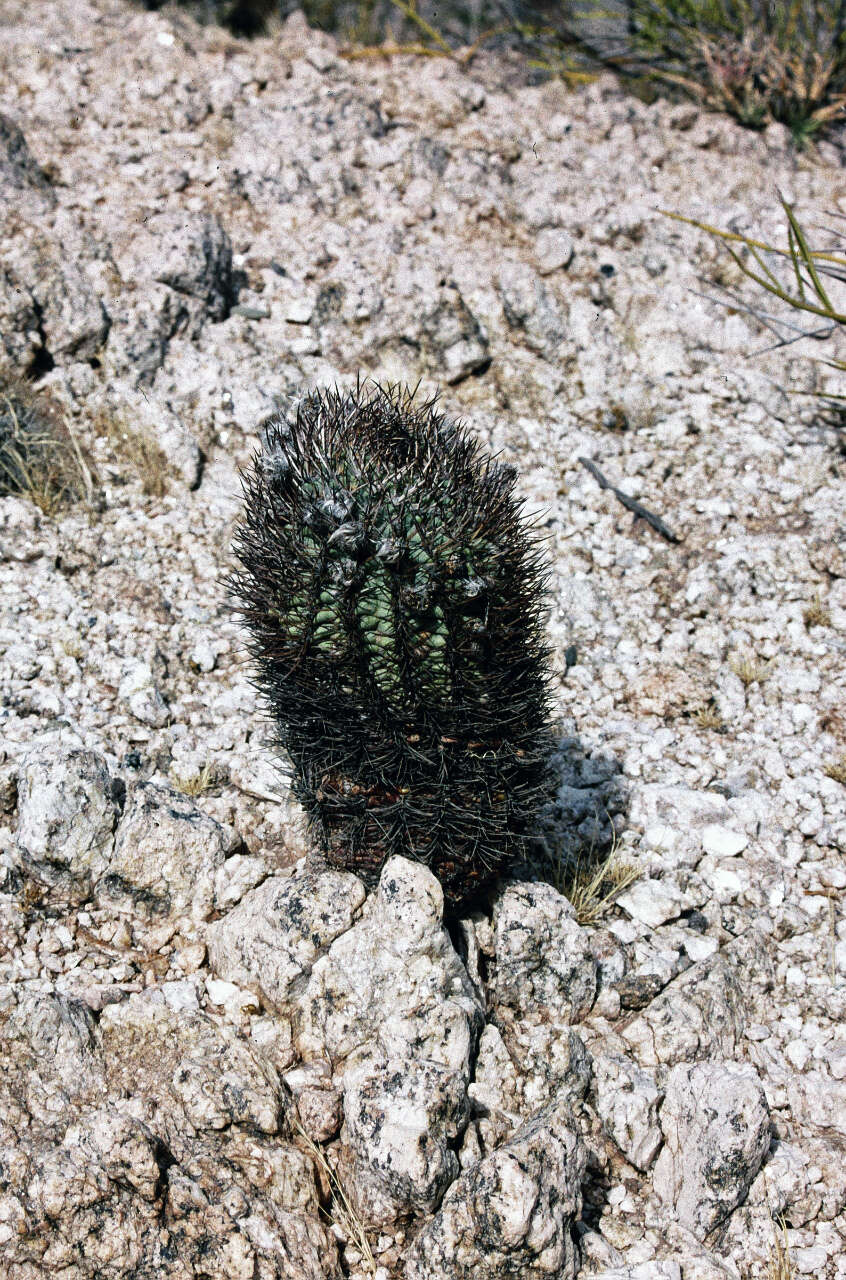 Imagem de Echinopsis thionantha (Speg.) Werderm.