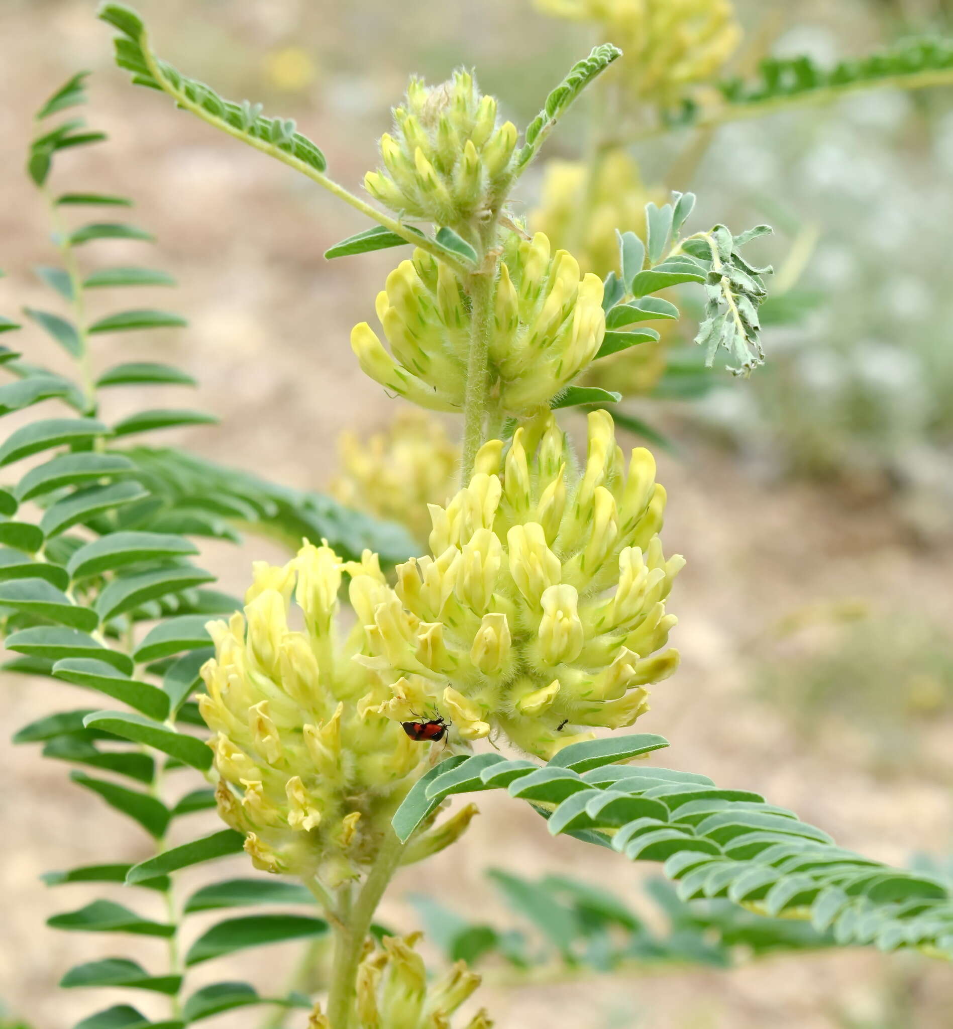 Imagem de Astragalus ponticus Pall.