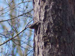 Image of Eurasian Nuthatch