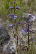 Plancia ëd Penstemon wilcoxii Rydb.