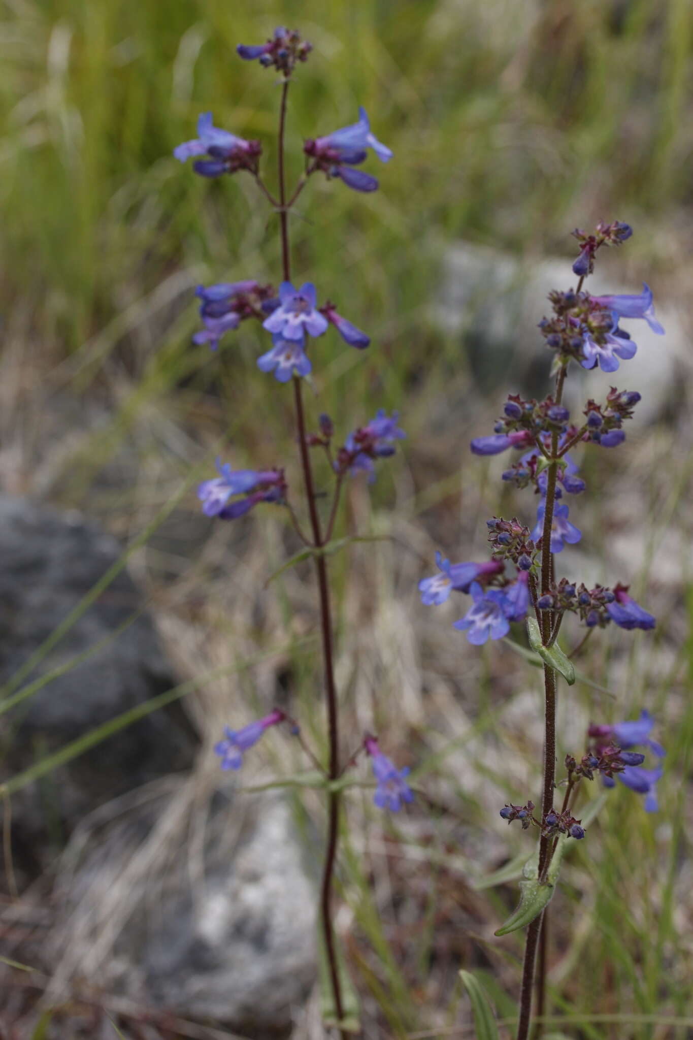 Plancia ëd Penstemon wilcoxii Rydb.