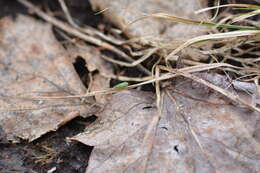 Image of Bog Leafhopper