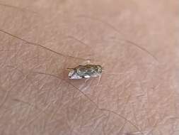 Image of Variegated Grape Leafhopper