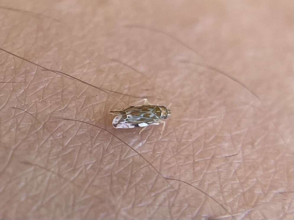 Image of Variegated Grape Leafhopper