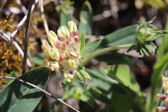 Image of Anthyllis vulneraria subsp. carpatica (Pant.) Nyman