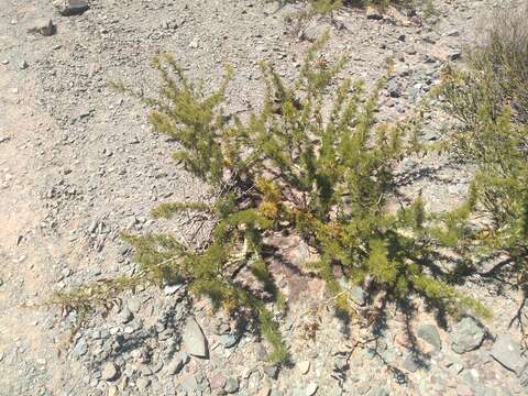 Image de Parkinsonia andicola