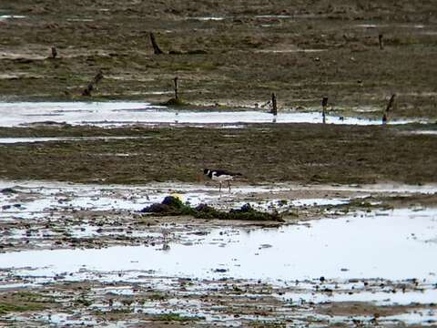 Image de Haematopus ostralegus ostralegus Linnaeus 1758