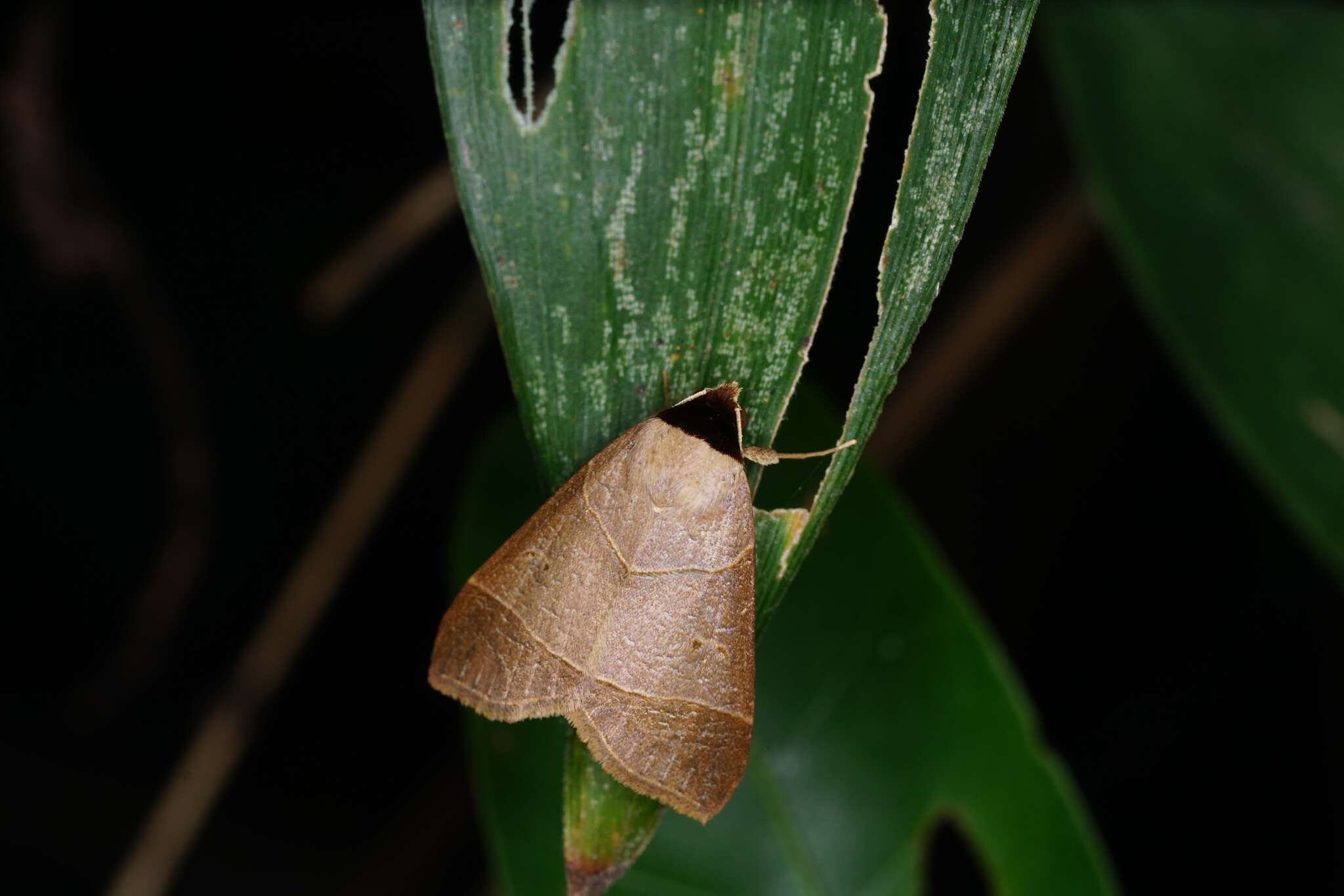 Sivun <i>Baniana veluticollis</i> Hampson 1898 kuva