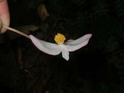 Image of Begonia handelii Irmsch.