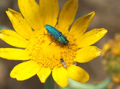 Imagem de Anthaxia diadema (Fischer von Waldheim 1824)