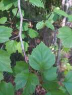 Imagem de Crataegus pruinosa var. gattingeri (Ashe) Lance