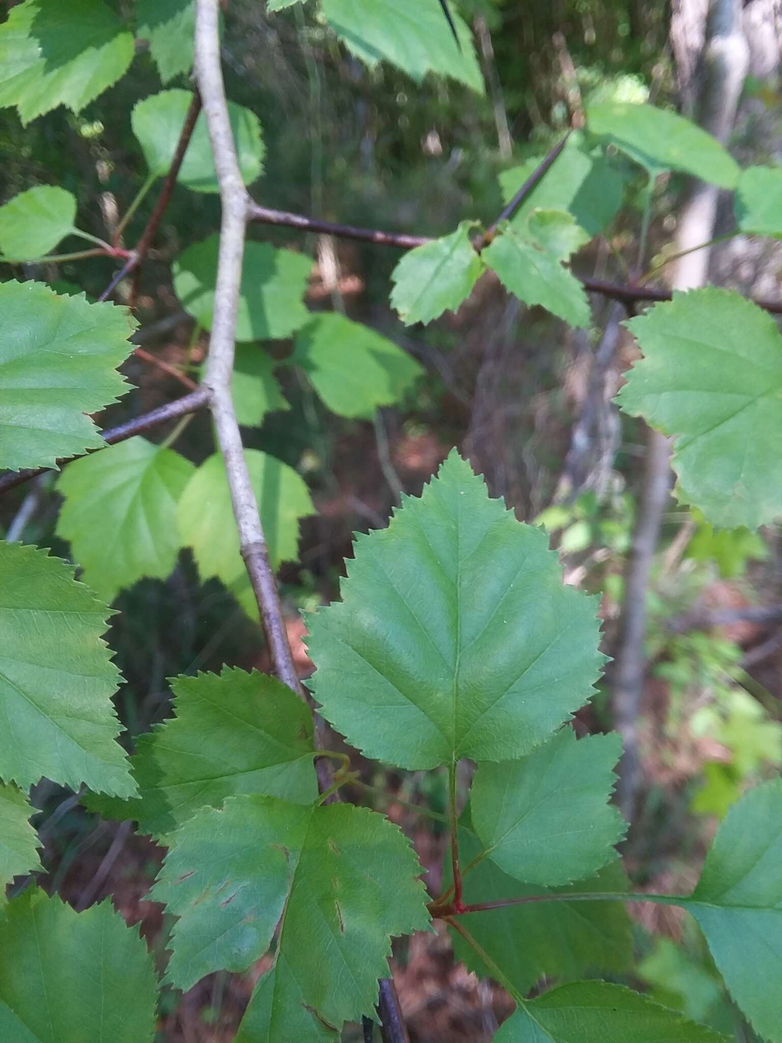 Слика од Crataegus pruinosa var. gattingeri (Ashe) Lance