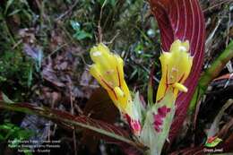 Image of Columnea ericae Mansf.