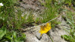 Image de Parnassius phoebus sacerdos Stichel 1906