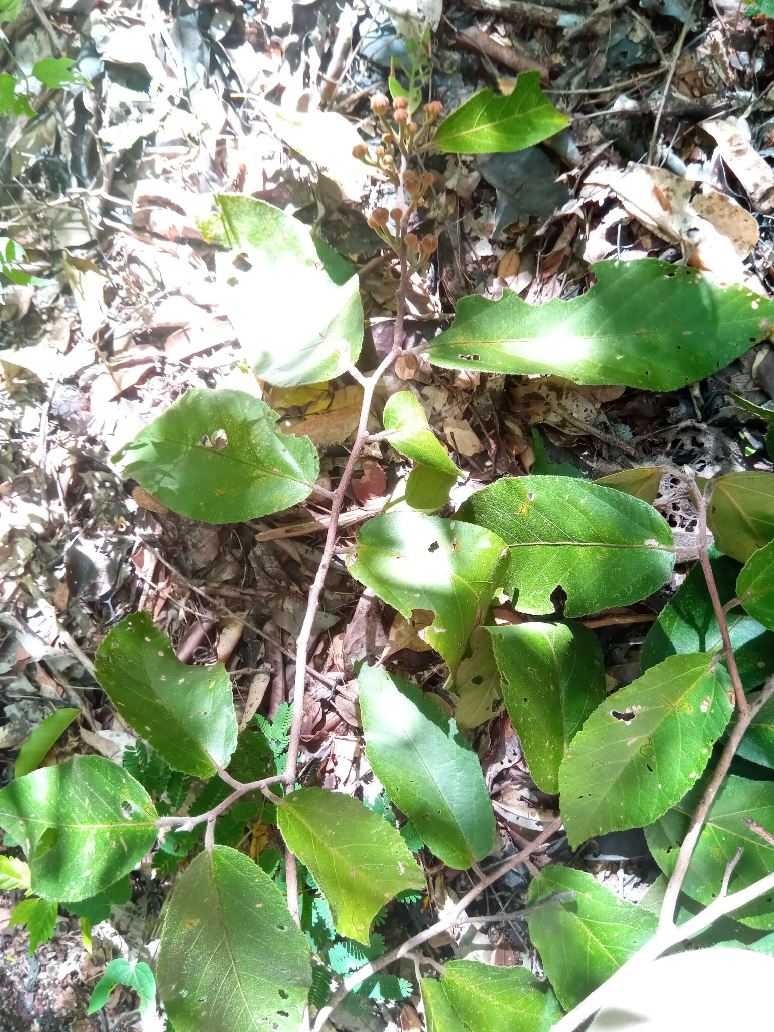 Слика од Grewia glandulosa Vahl