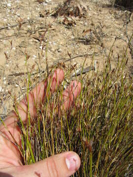 Sivun Restio capensis (L.) H. P. Linder & C. R. Hardy kuva