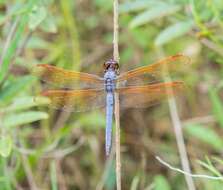 Image de Libellula jesseana Williamson 1922