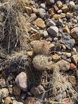 Image de Sclerocactus warnockii (L. D. Benson) N. P. Taylor