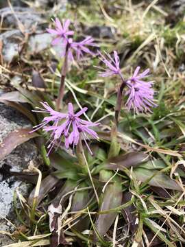 Image of Oriental Swamp Pink