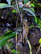 Image of Brown Leaf Chameleon
