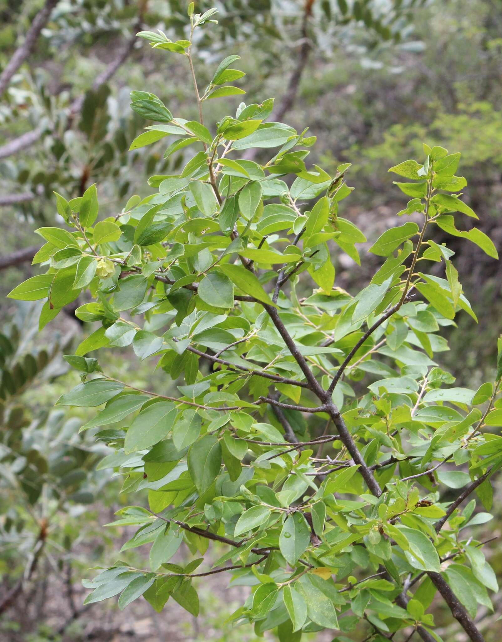 Image de Neopringlea integrifolia (Hemsl.) S. Wats.