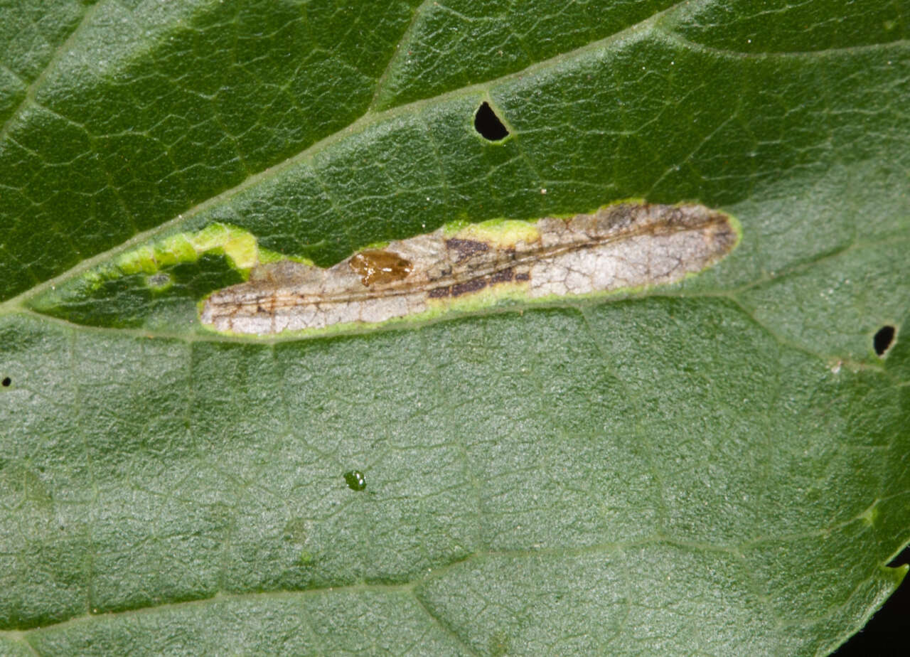 Image of Phyllonorycter celtisella (Chambers 1871)