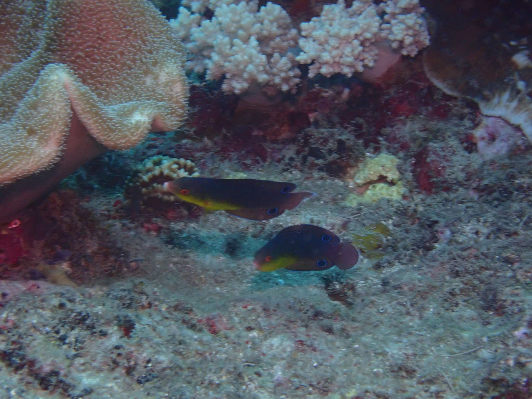 Image of Twister Wrasse