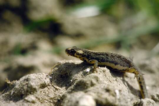 Image of Banded Newt