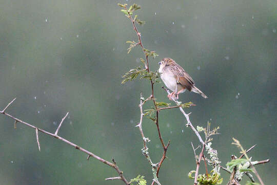 Image of Short-winged Cisticola