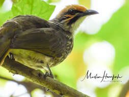 Image of Straw-crowned Bulbul