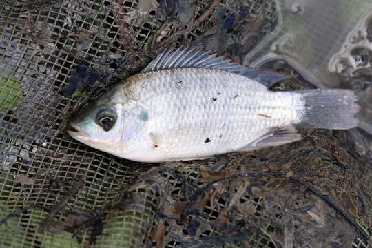 Image of Redeye tilapia