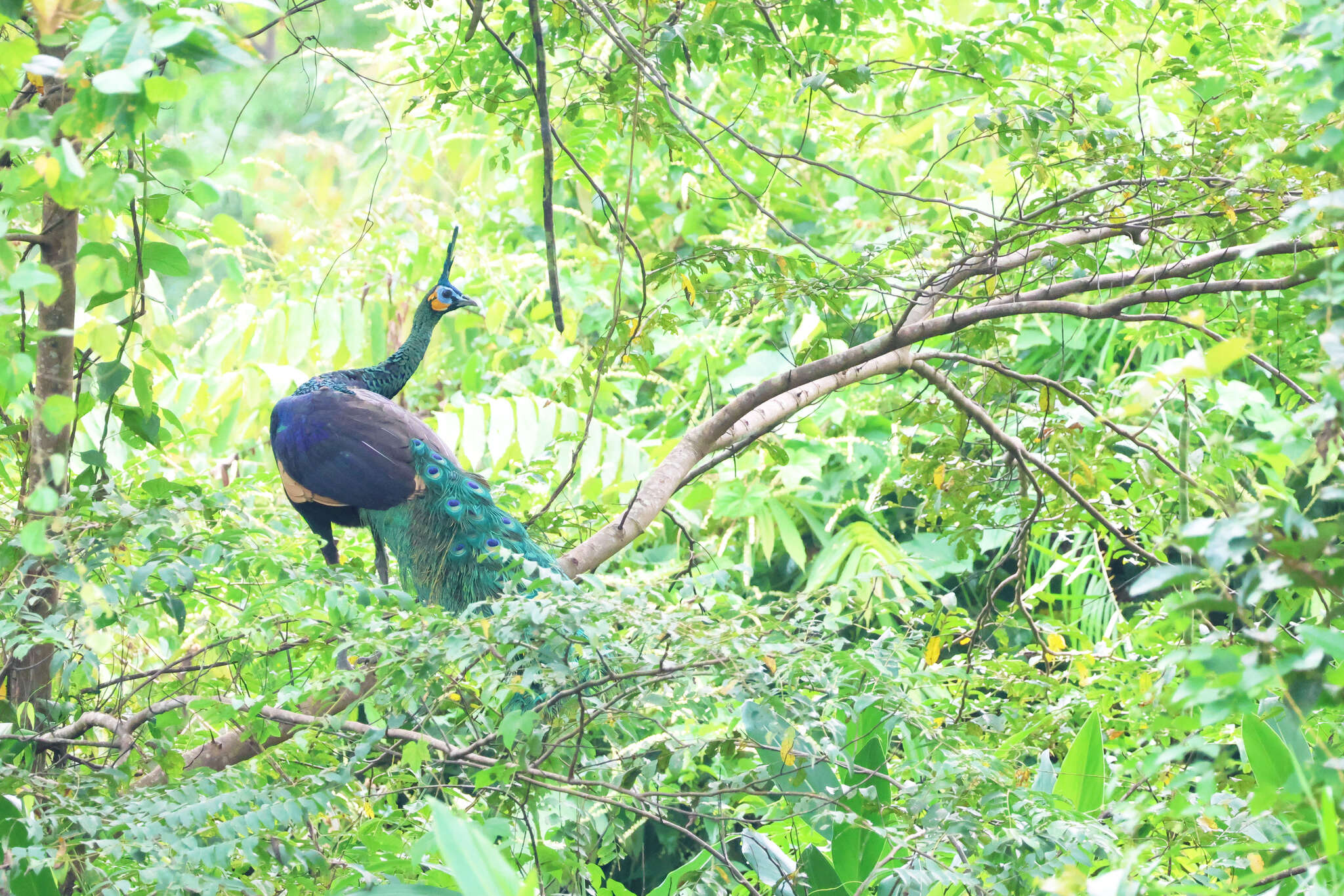 Image of Green Peafowl