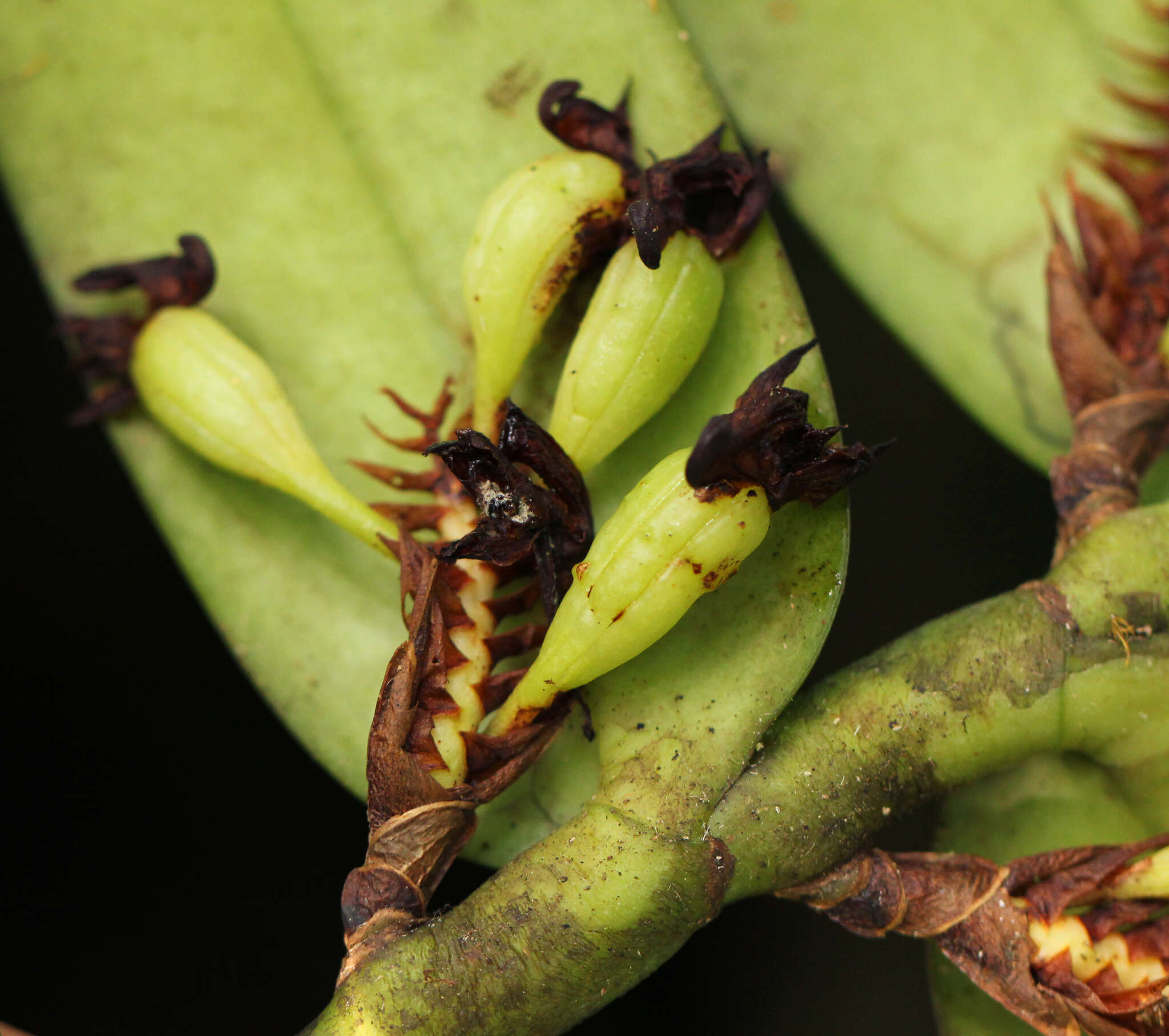 Calyptrochilum emarginatum (Afzel. ex Sw.) Schltr.的圖片