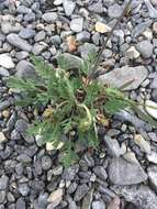 Image of Iceland Poppy