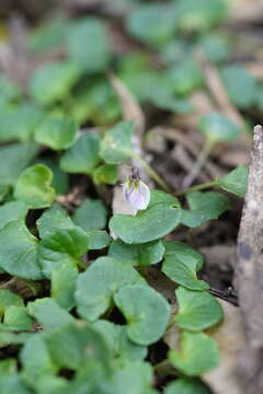 Image of Viola curtisiae