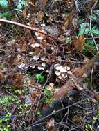 Image of Pholiota decorata (Murrill) A. H. Sm. & Hesler 1968