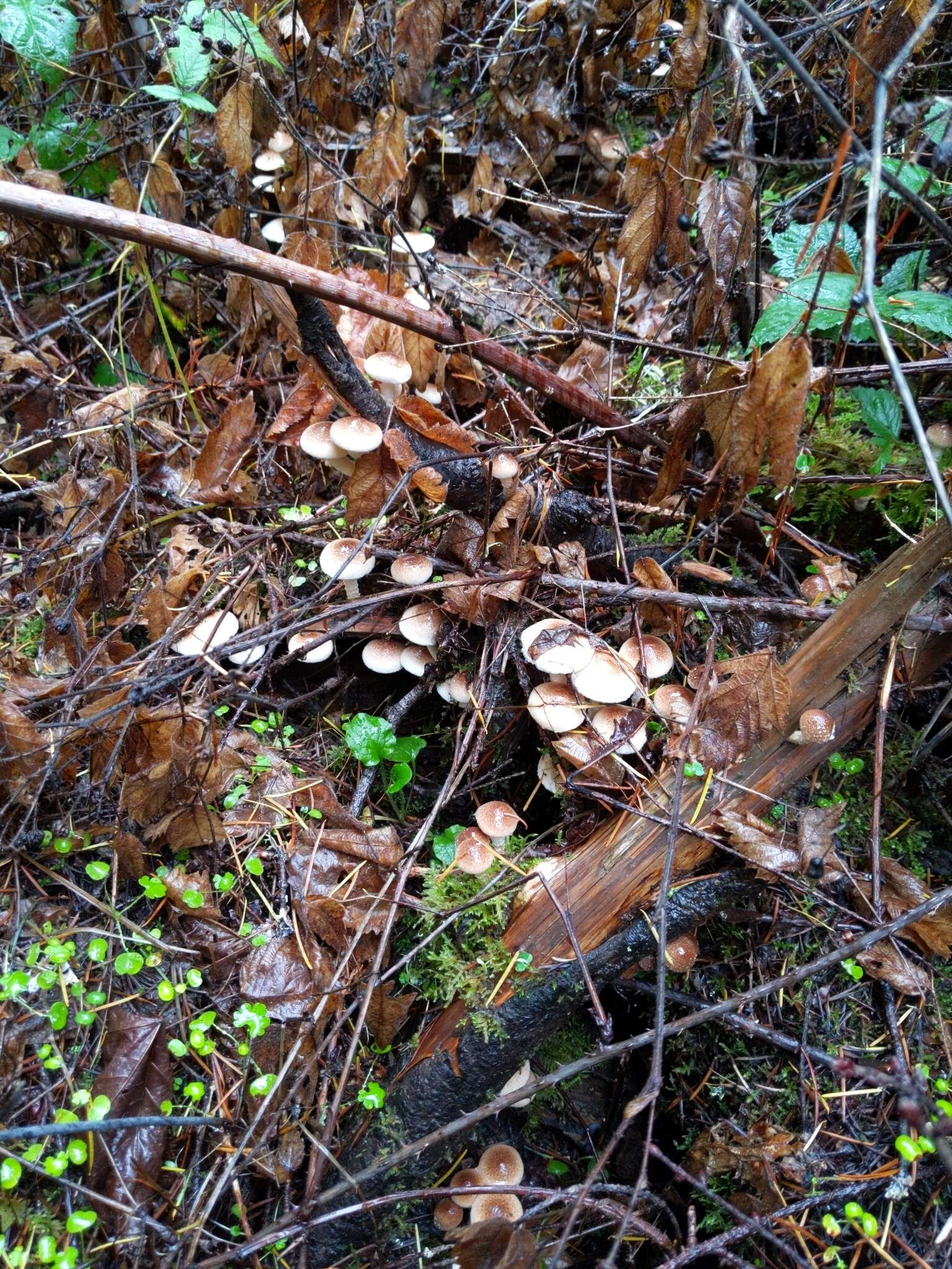 Image of Pholiota decorata (Murrill) A. H. Sm. & Hesler 1968