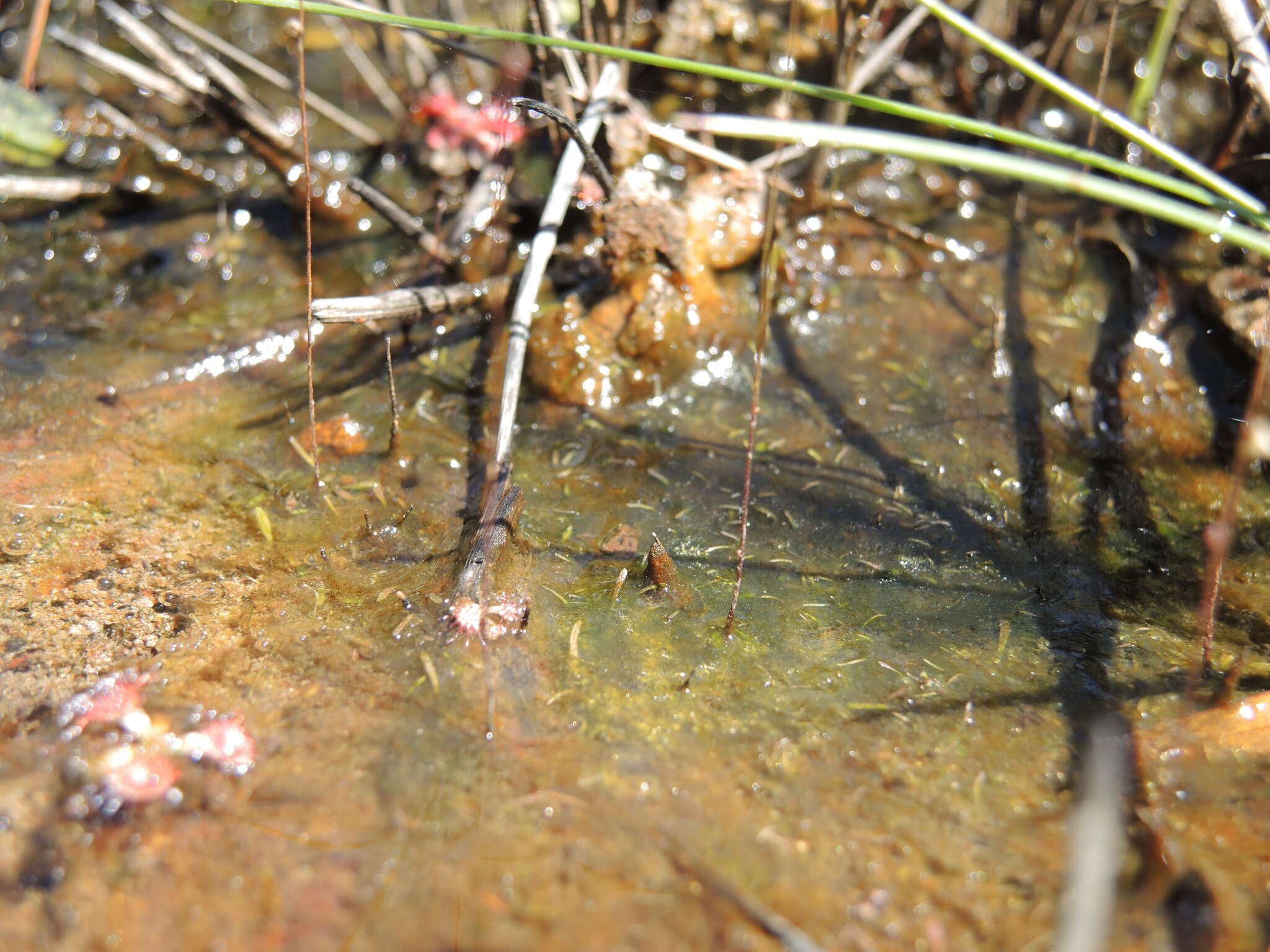 Image of Utricularia geoffrayi Pellegr.