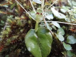 Image of Corybas papa Molloy & Irwin