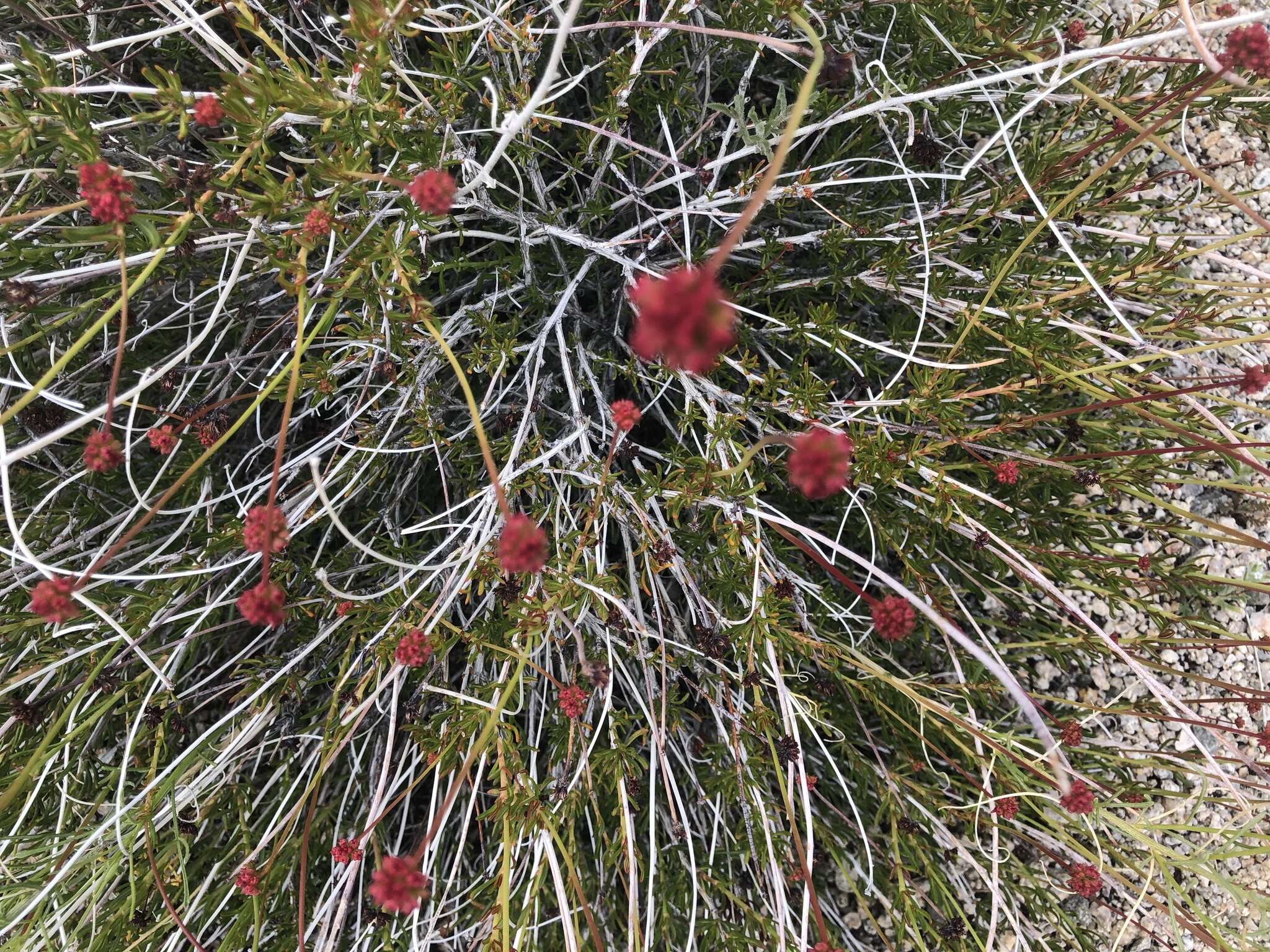 Image of Eastern Mojave buckwheat