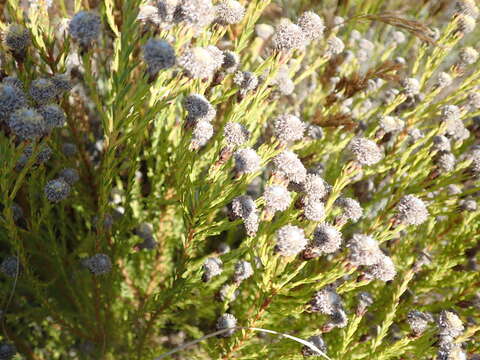 Image of Line-leaf Conebush