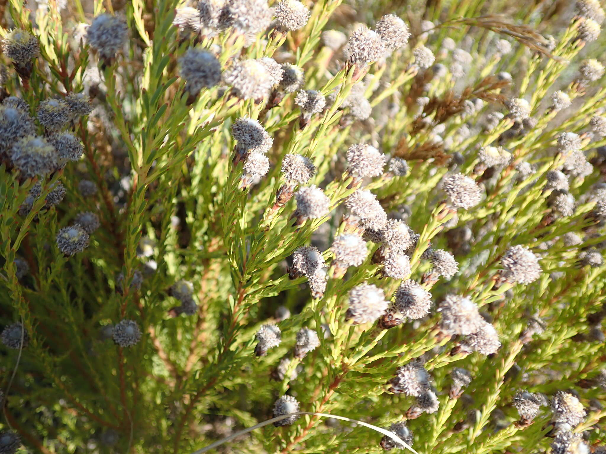 Plancia ëd Leucadendron linifolium (Jacq.) R. Br.